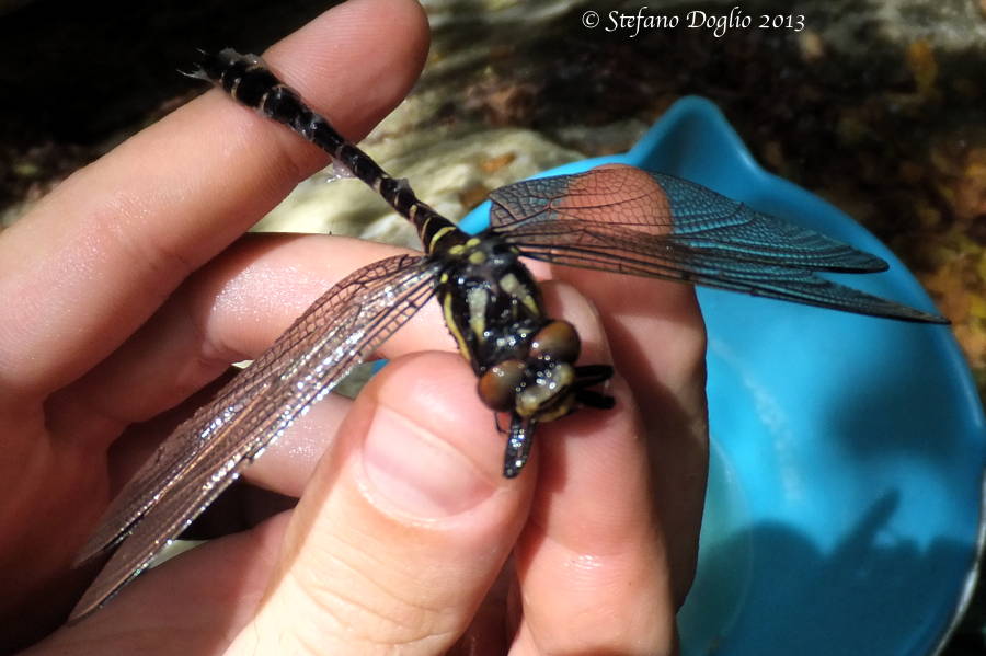 Cordulegaster bidentata? no, C. boltonii